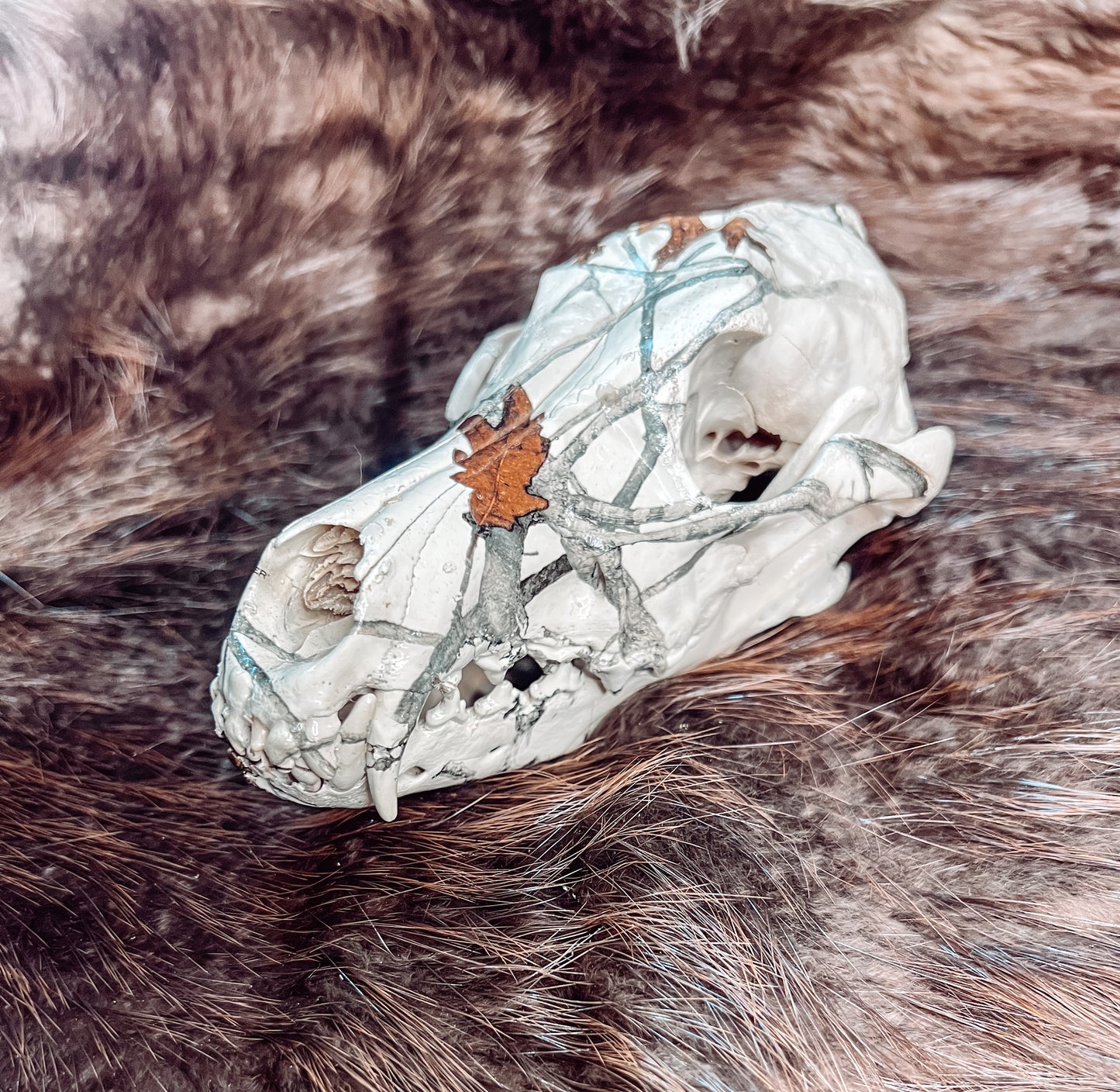 Hydro dipped Coyote Skull