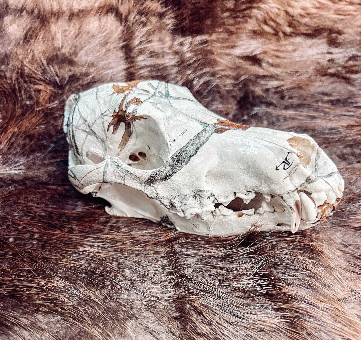 Hydro dipped Coyote Skull