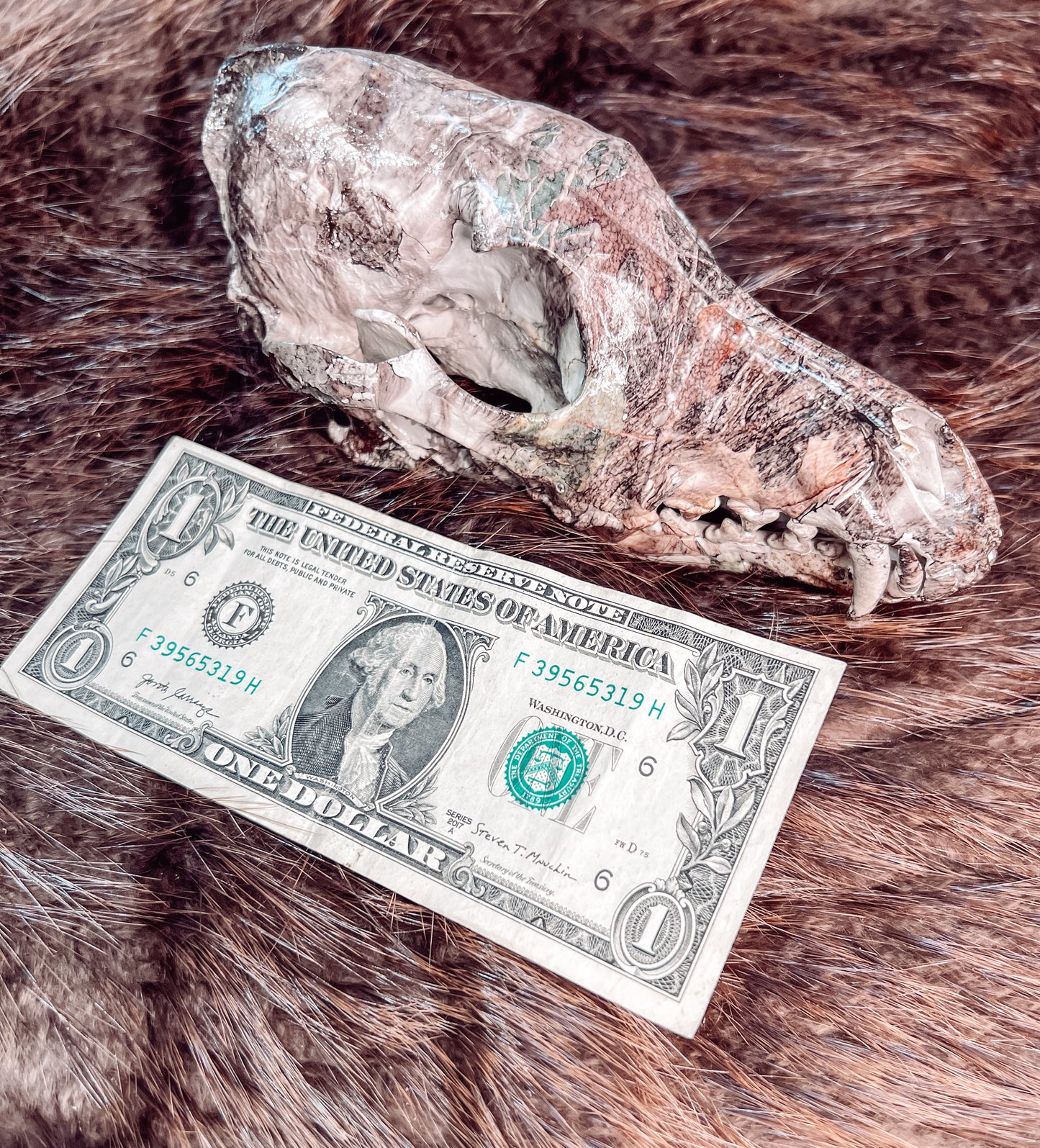 Hydro dipped Coyote Skull