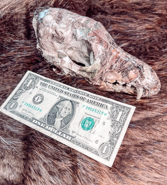 Hydro dipped Coyote Skull