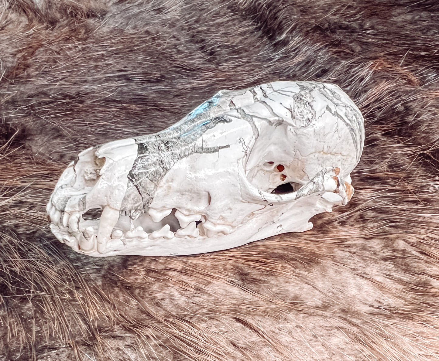 Hydro dipped Red Fox Skull