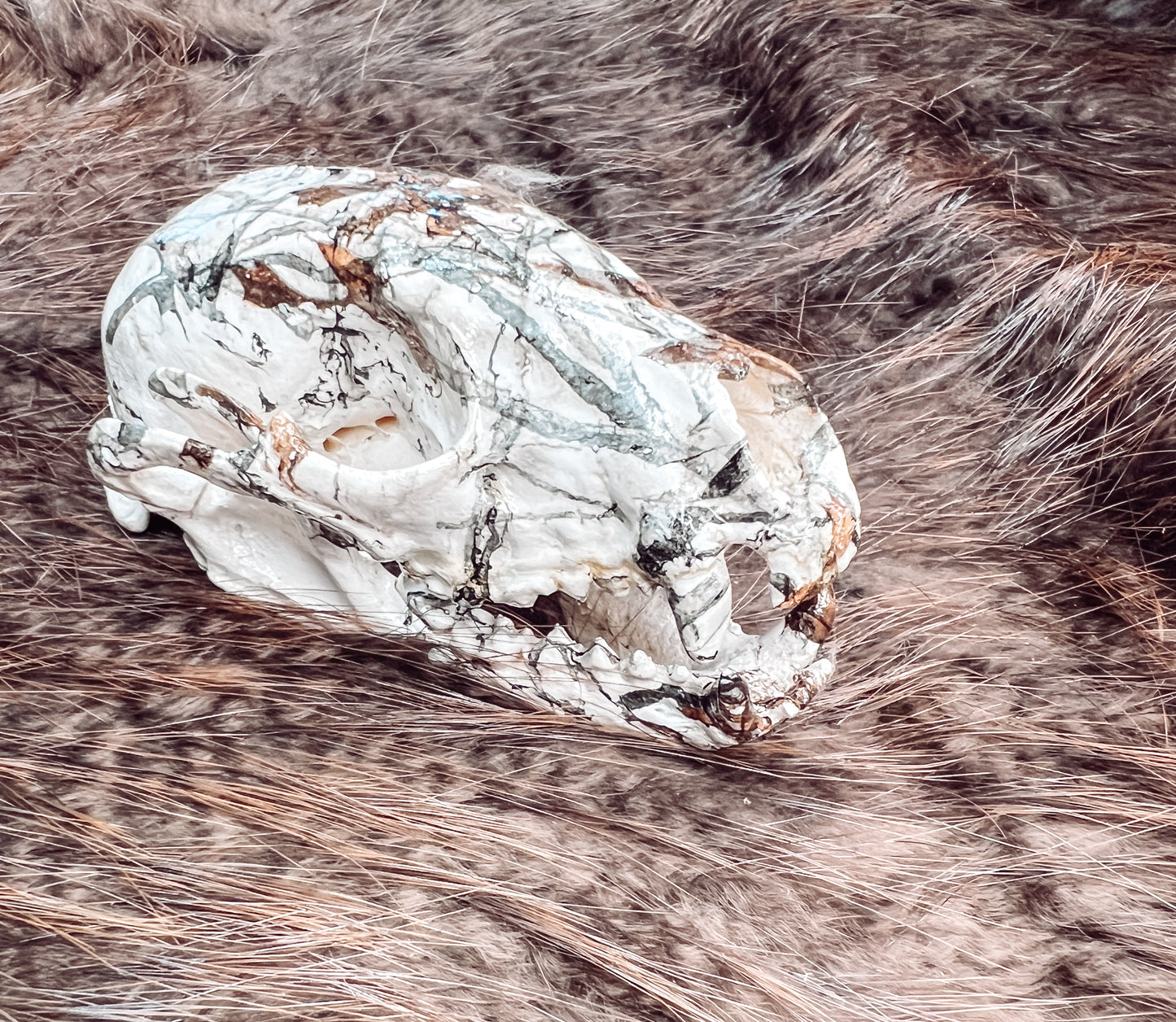 Hydro dipped Raccoon Skull