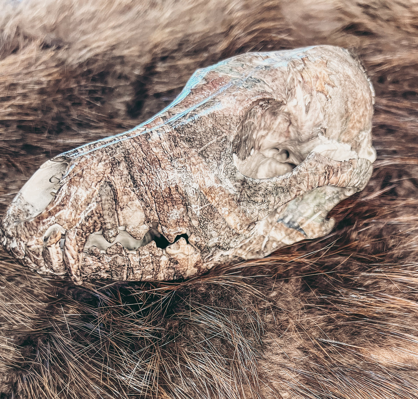 Hydro dipped Coyote Skull