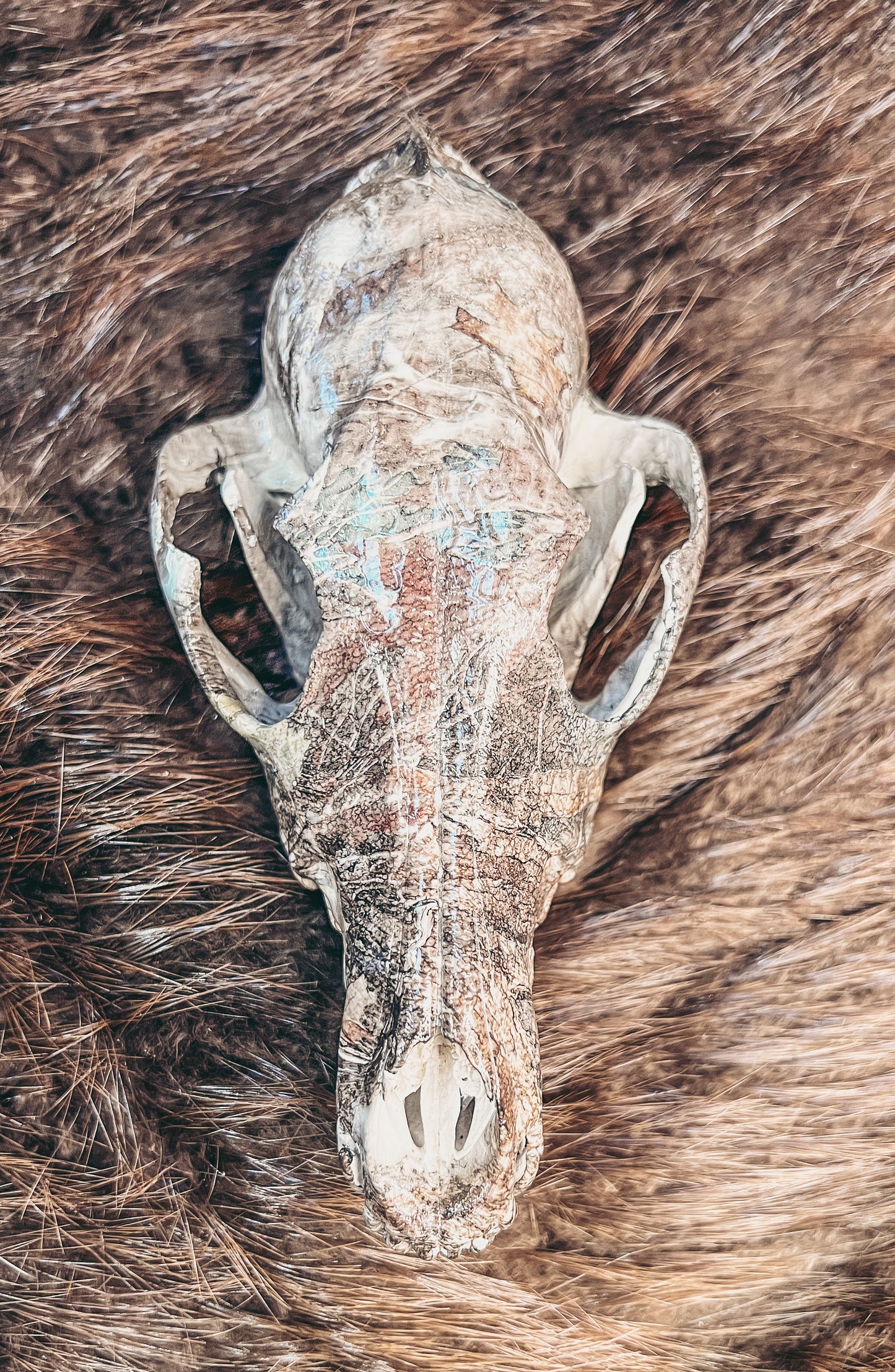Hydro dipped Coyote Skull