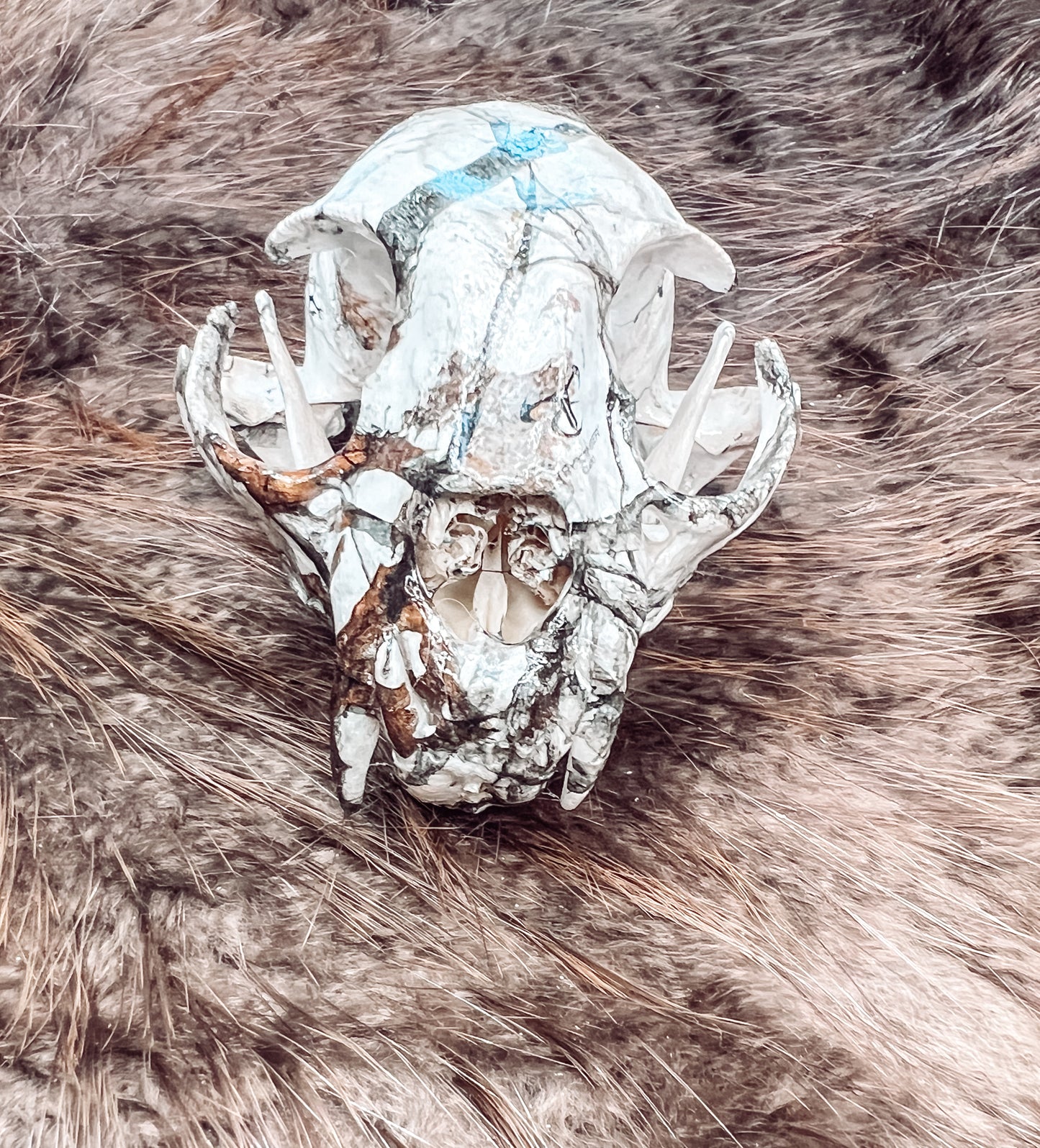 Hydro dipped Bobcat Skull