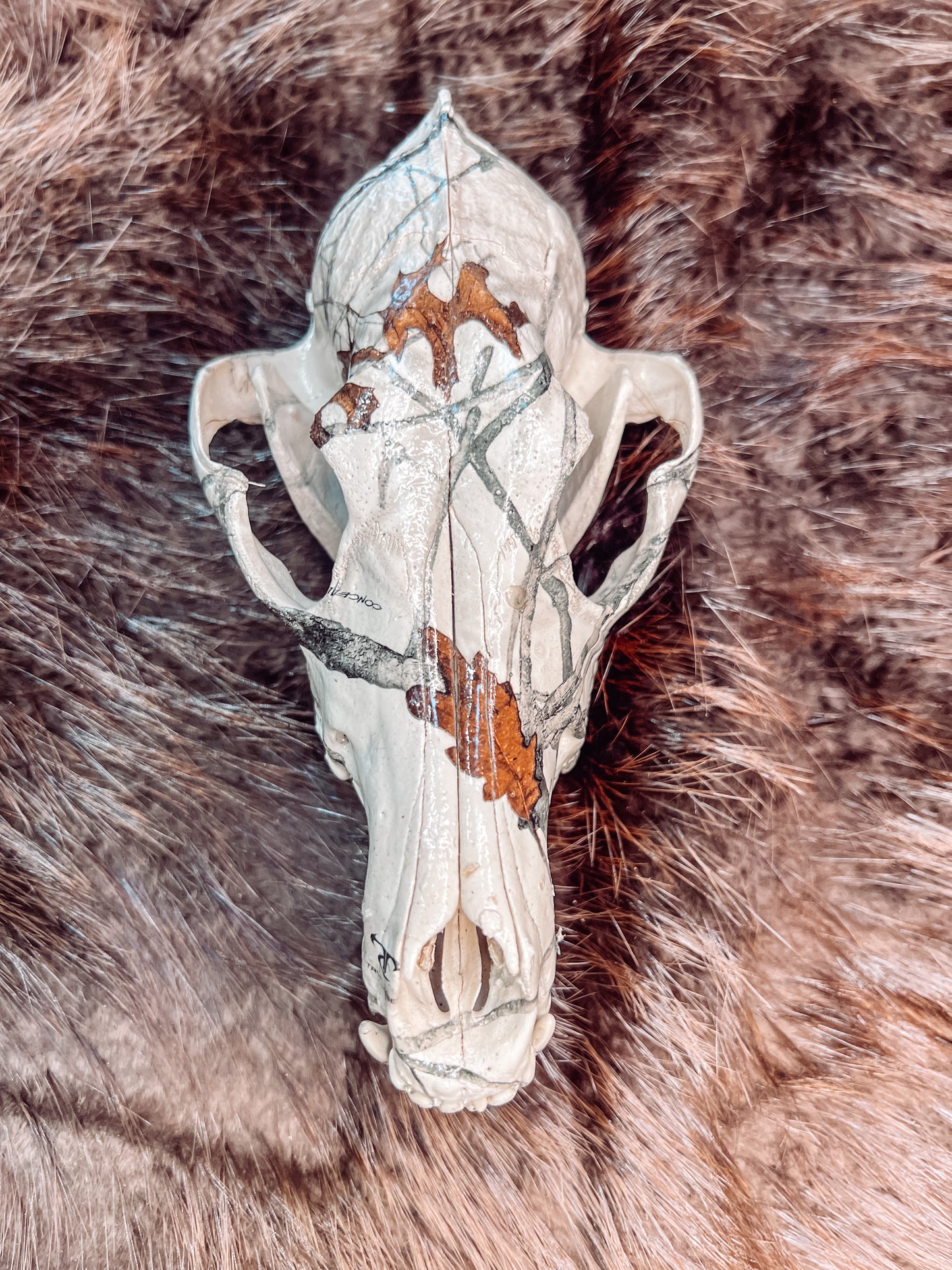 Hydro dipped Coyote Skull
