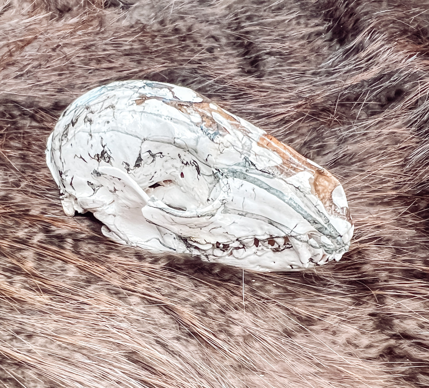 Hydro dipped Raccoon Skull