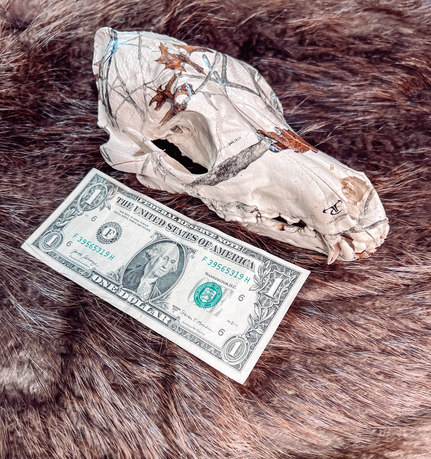 Hydro dipped Coyote Skull