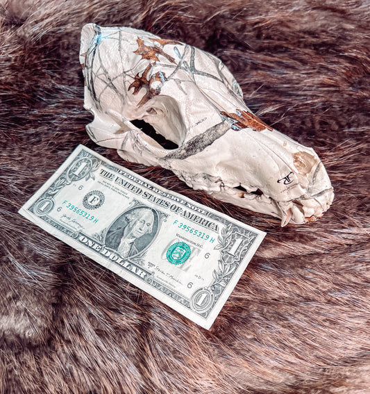 Hydro dipped Coyote Skull