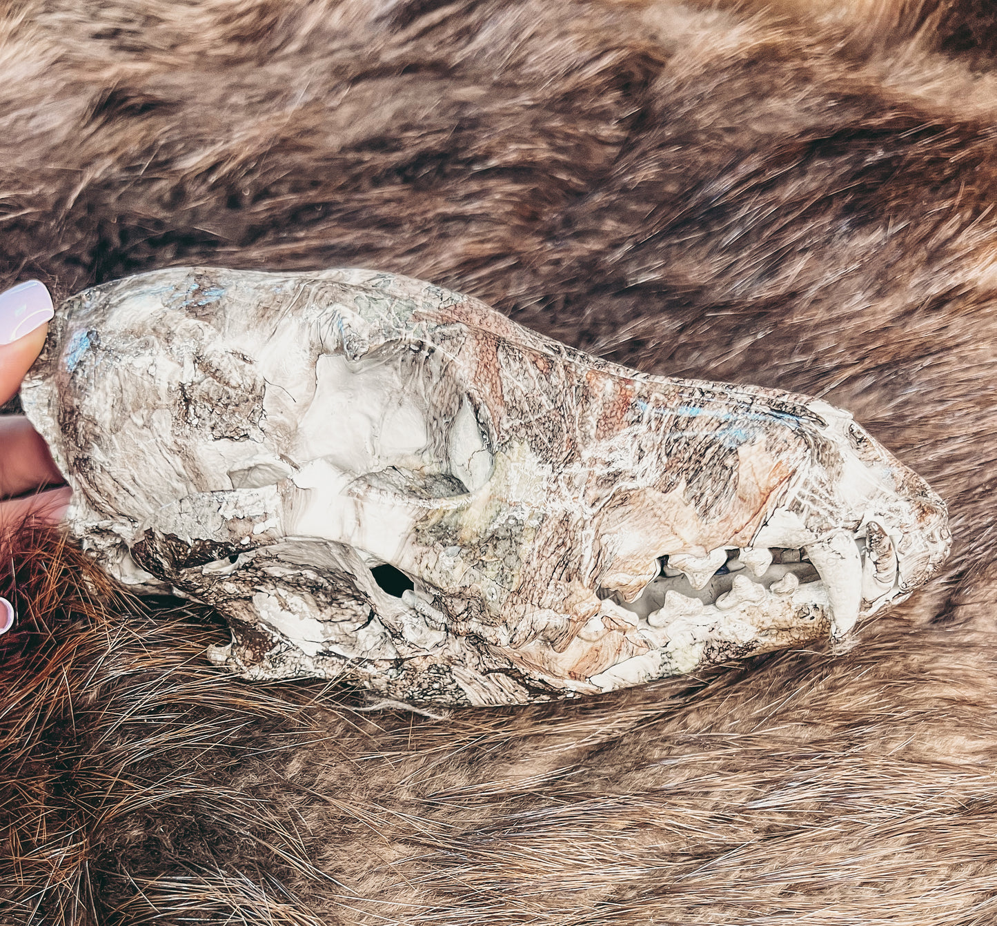 Hydro dipped Coyote Skull
